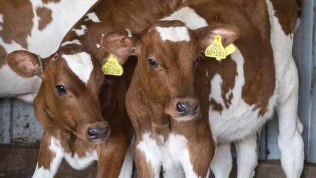 Cows of the farm in Somerby