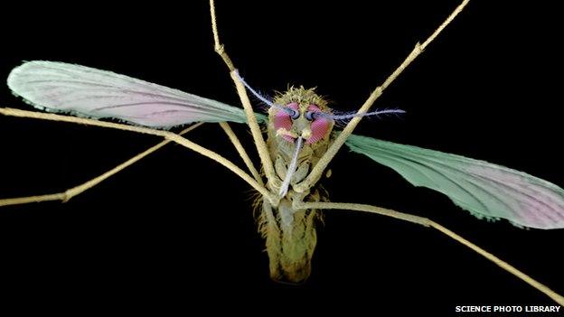 Anopheles mosquito