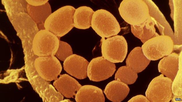 soil bacterium Streptomyces lividans