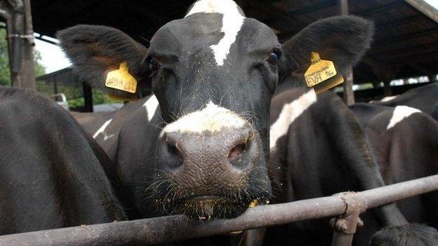 Friesian dairy cow