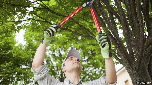 Trimming a hedge