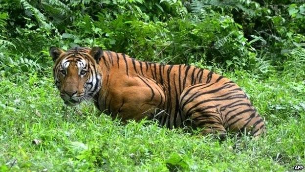 Indian tiger