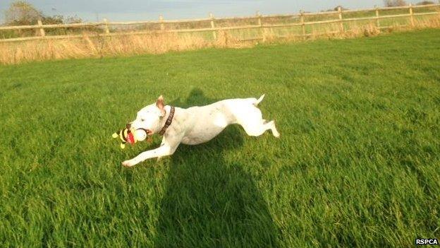 Ziggy at the RSPCA's Block Fen centre