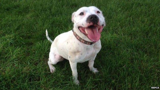 Ziggy at the RSPCA's Block Fen centre