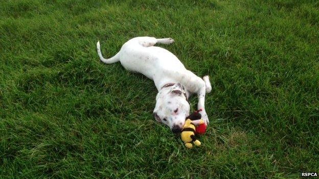 Ziggy at the RSPCA's Block Fen centre