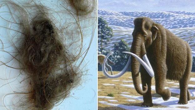 Woolly mammoth hair and image of mammoth