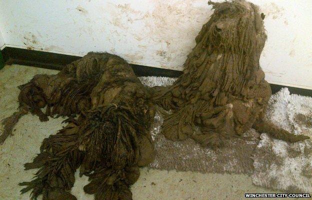 Dog found in Winchester