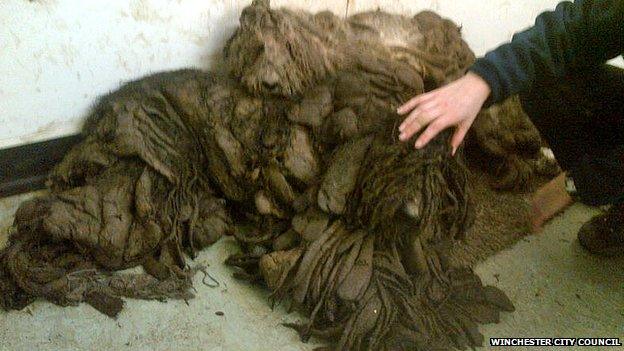 Dog found in Winchester