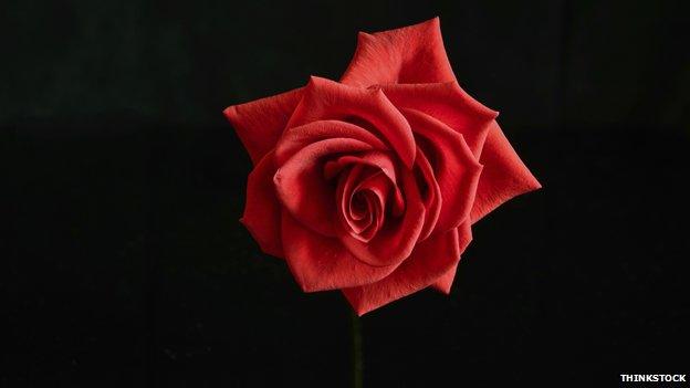 Red rose on a black background