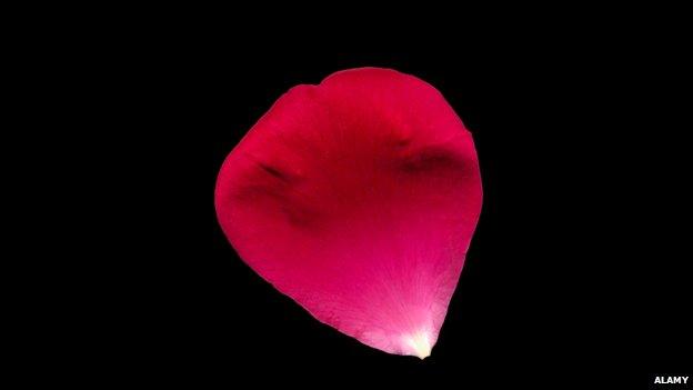 Red petal on black background