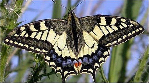 Swallow tail