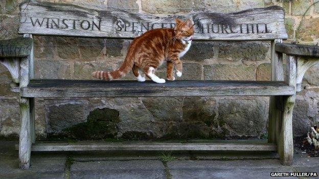 Chartwell cat