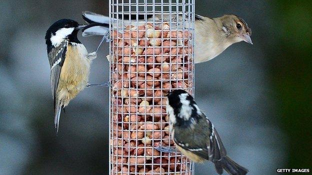Birds sat on a feeder