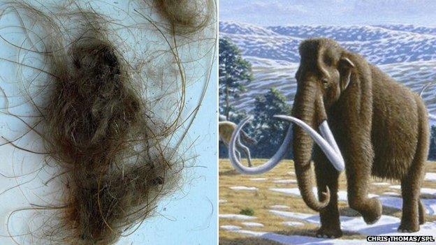 Woolly mammoth hair and image of mammoth