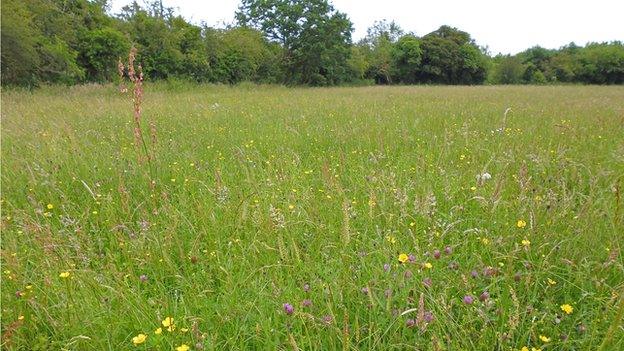 Boynes Meadows