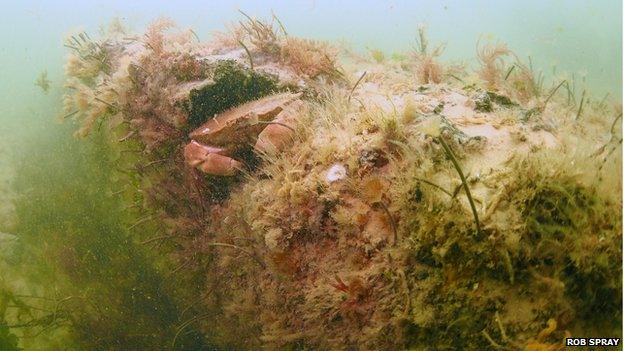 The underwater forest