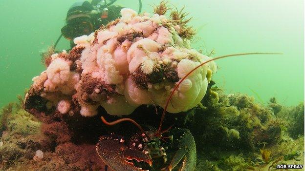 A diver explores the underwater forest