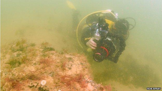 A diver explores the underwater forest