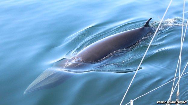 Young minke whale