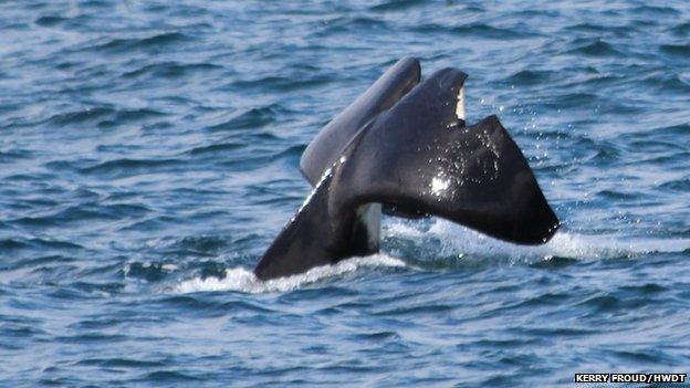 Tail of orca called John Coe