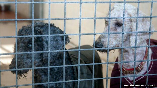 Two dogs at rescue centre