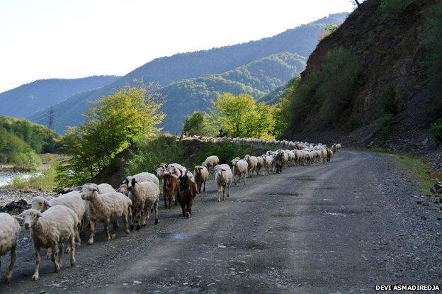 Sheep in the mountains