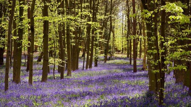 Pryors Wood, Hertfordshire, in spring 2014