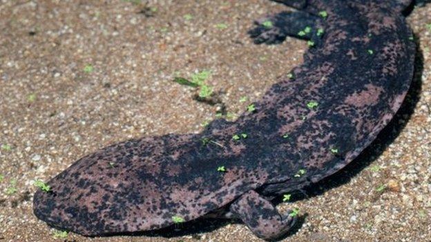 Chinese Giant Salamander (Andrias davidianus davidianus).