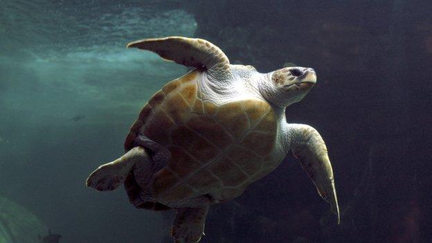 Loggerhead turtle