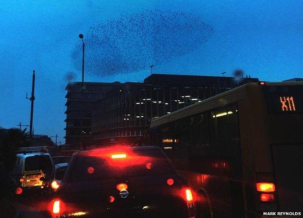 Starling murmuration in Norwich