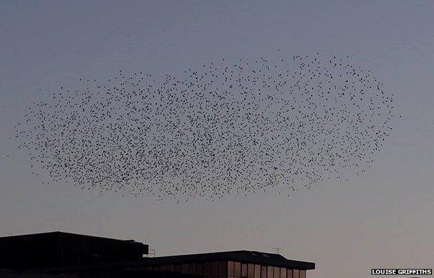 Starling murmuration in Norwich