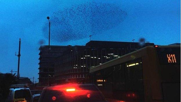 Starling murmuration in Norwich