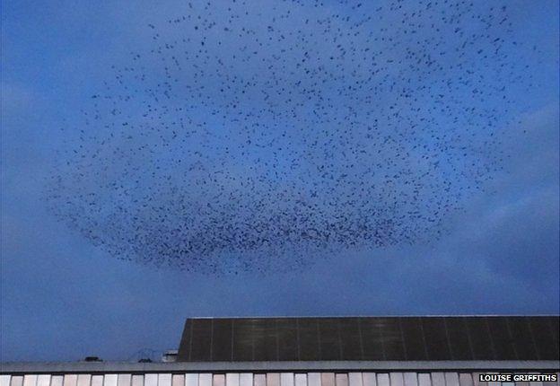 Starling murmuration in Norwich