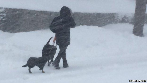 A person walks dogs during the blizzard in Rhode Island.