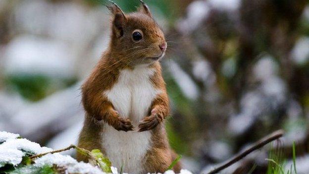 Red squirrel