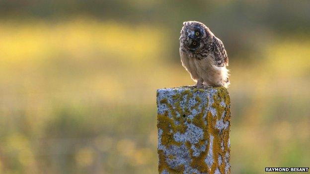 Owl in Orkney