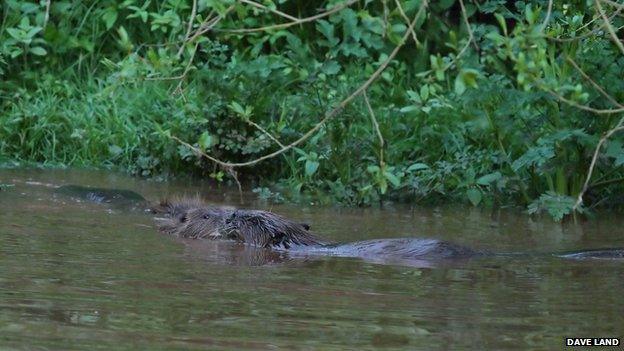 Beavers in the River Otter