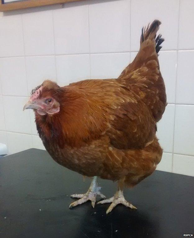 The chicken in the McDonald's Wolviston branch