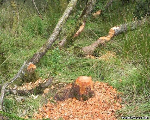 tree trunk gnawed by beavers