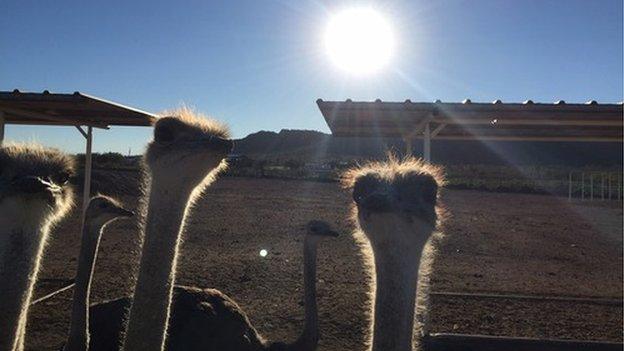 Ostriches