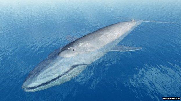 Blue whale representation