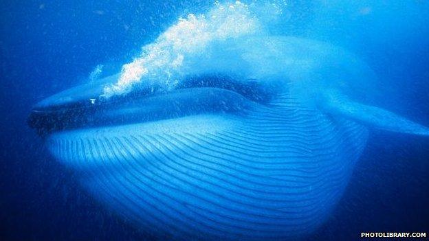 Blue whale