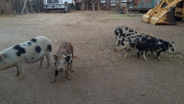 Cowtown Keeylocko welcoming committee