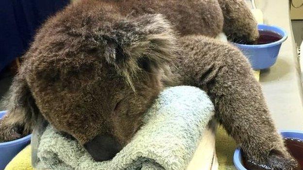 Injured koala receives treatment