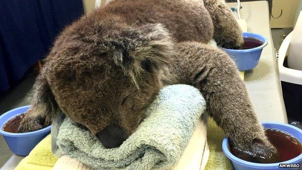 Injured koala receives treatment