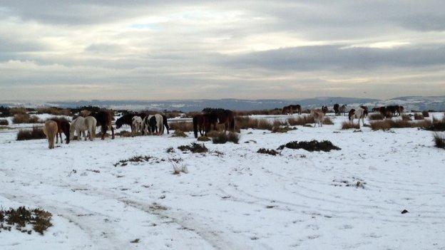 Horses fly-grazing