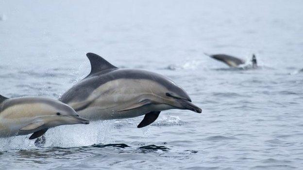 Dolphins