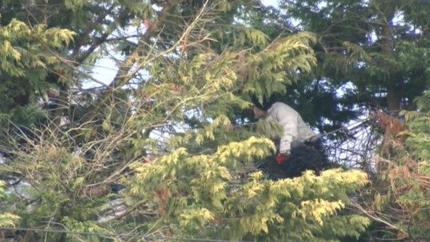 Protestor in tree