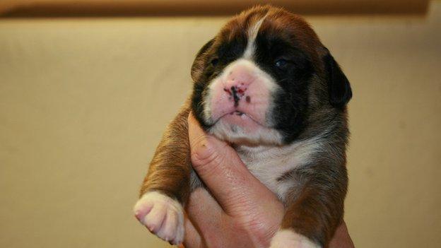 Alan Black's puppies, born from a bitch conceived using AI. The puppies themselves aren't born by AI.