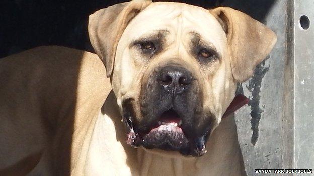 Sandaharr Boerboels